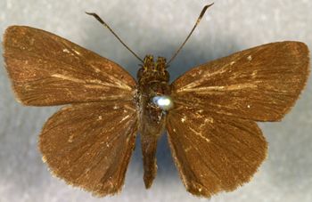 Media type: image;   Entomology 15331 Aspect: habitus dorsal view